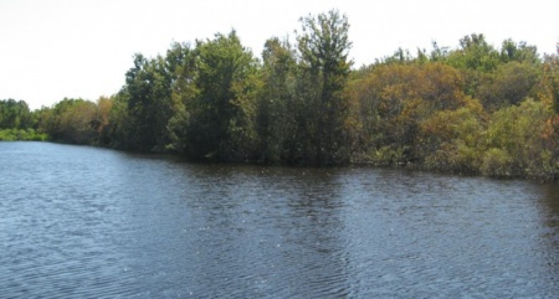 Coachwood Colony 